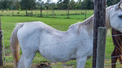 Horse Body Features – Swayback (Lordosis) – The Horse's Advocate