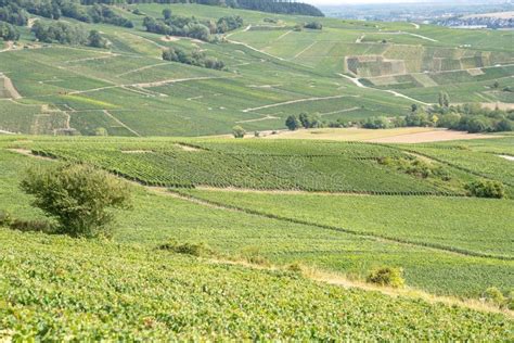 Champagne Vineyards, France Stock Photo - Image of grass, europe: 265103916