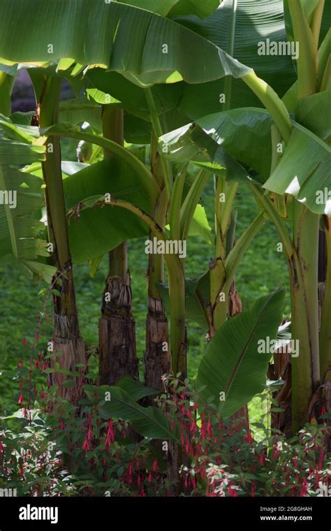 Musa Basjoo Banana Tree Hi Res Stock Photography And Images Alamy