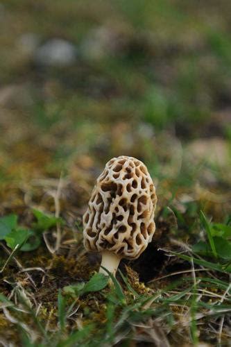 Marvelous Morels Emerge For A Brief Appearance Life And Arts