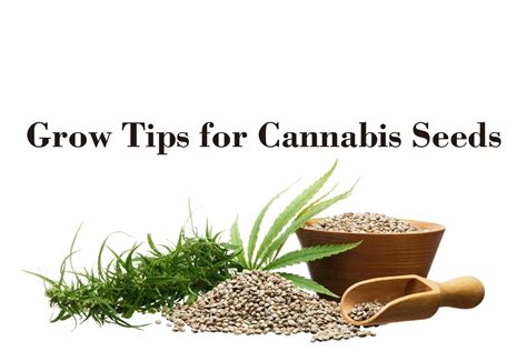 Growing Tips for Cannabis Seeds | Medicgrow