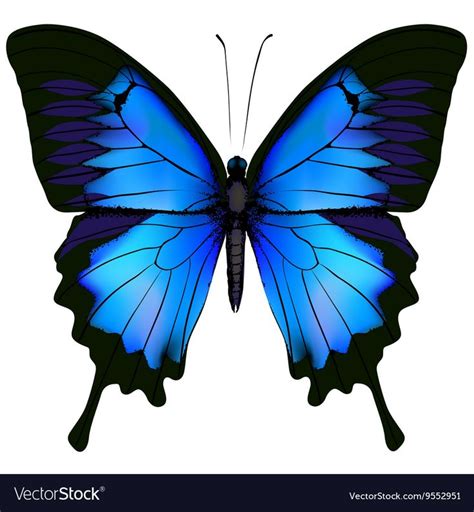 Blue butterfly papilio ulysses. Mountain Swallowtail isolated vector on ...