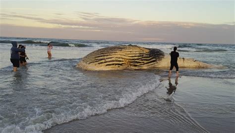 Carca A De Baleia Jubarte De Metros Encalha Em Praia De Guaratuba