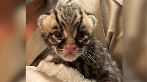 Los Angeles Zoo announces birth of ocelot kitten