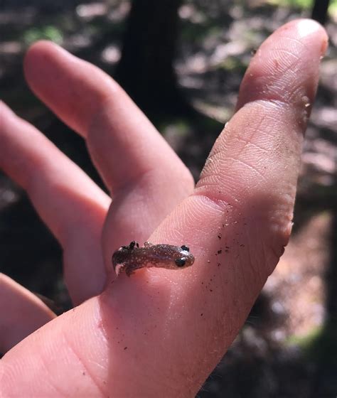 A northern two lined salamander in a phase unique to my region (we call