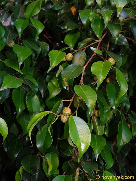 Image Collection Of Wild Vascular Plants Ficus Benjamina