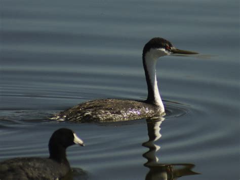 Butler S Birds Western Grebe