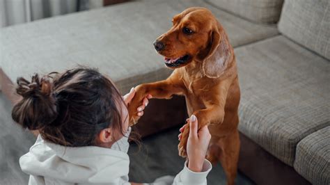 Como Ensinar O Cachorro A Fazer Necessidades No Lugar Certo