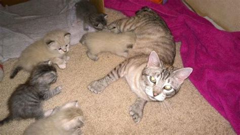 Polydactyl Manx / Desert Lynx Kittens for Sale in Amboy, Washington Classified | AmericanListed.com