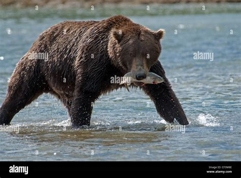 Alaskan Brown Bear Fishing Hi Res Stock Photography And Images Alamy