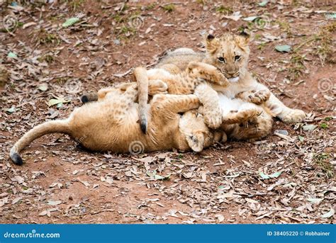 African lion cubs playing stock photo. Image of environment - 38405220