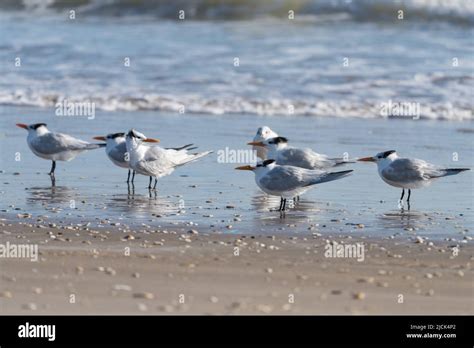 Royal Terns Thalasseus Maximus On The Beach South Padre Island