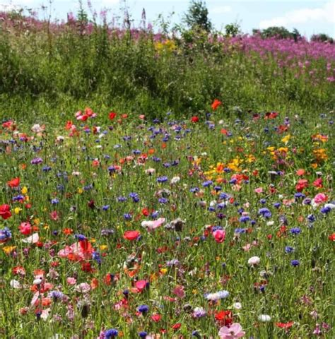 When To Cut A Wildflower Meadow For A Vigorous Wildlife Garden