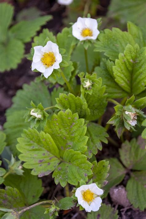 Cultivated Strawberry Flower Fragaria Ananassa Stock Image Image Of