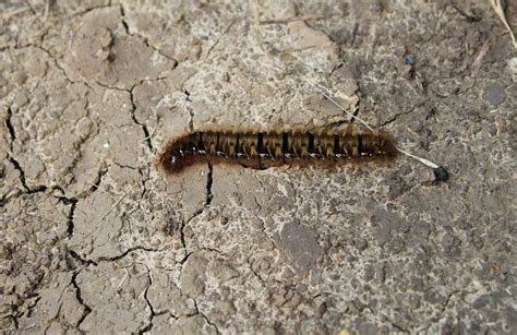 Toxic hairy caterpillars invade Maine | Live Science