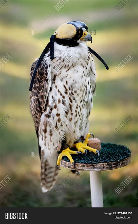 Falcon Wearing Image And Photo Free Trial Bigstock