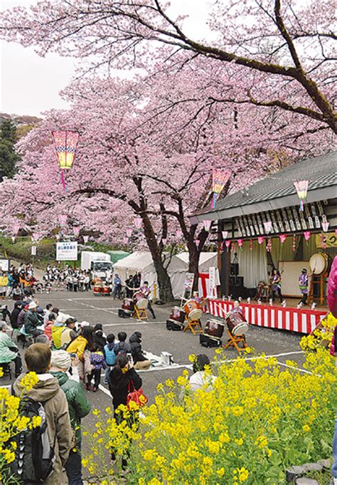 春爛漫、桜まつり各所で 飯山では あす1日から 厚木・愛川・清川 タウンニュース