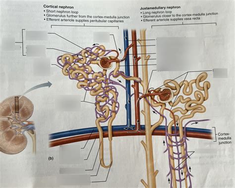 Nephrons Diagram Diagram Quizlet