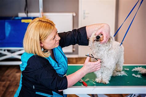 Jules Hundesalon Für alle Felle