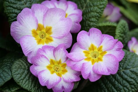 In the garden of beautiful flowers primula wallpapers and images ...