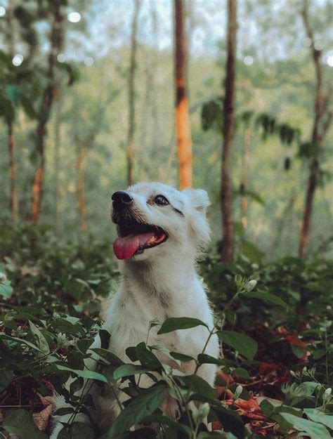 Dog in Puddle · Free Stock Photo