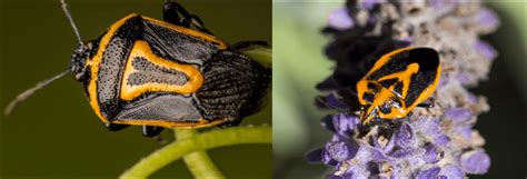 Types Of Stink Bugs Found In Canada Id Guide Bird Watching Hq