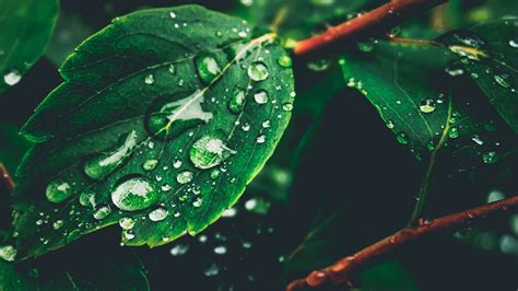 Leaves Drops Dew Moisture Green Blur 4k Hd Wallpaper