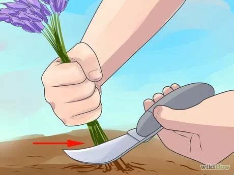 Lavendel Schneiden Und Ernten Schritte Mit Bildern Wikihow