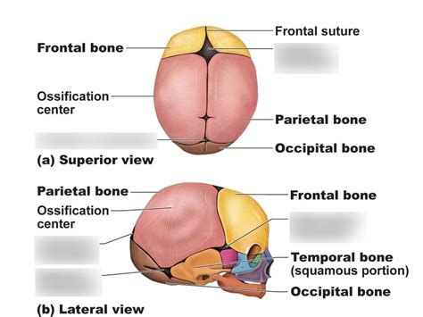 Fetal Skull Fontanels Diagram Quizlet