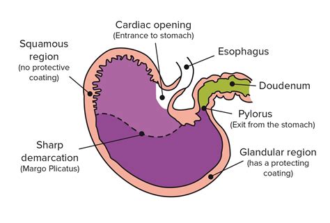 What is a gastric ulcer in a horse?