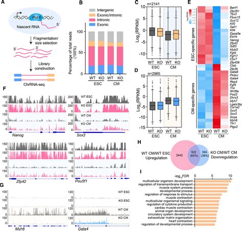 Depletion Of METTL3 Altering Dynamic Transcription Upon Cell State