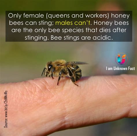 Honey Bee Stings Bees Honeybees Sting Acidic Workerbee Dronebee