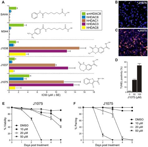 Designed Small Molecule Inhibitors Show Decreased Specificity Towards