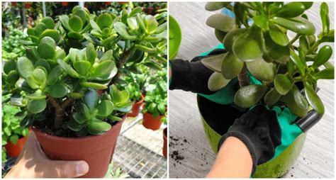 How To Get Your Jade Plant To Flower