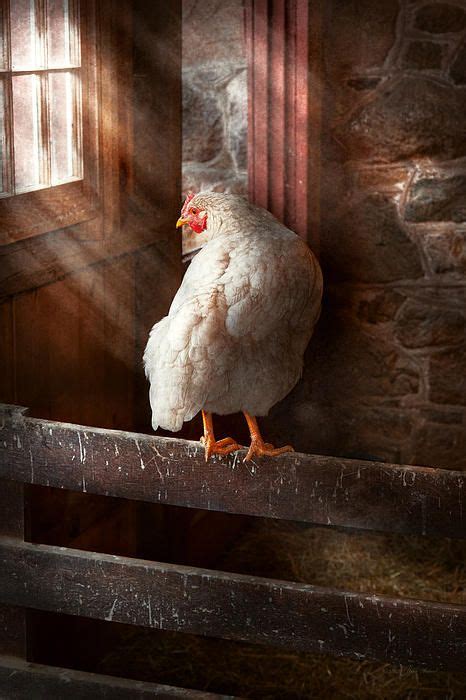 tonywarne: Do Chickens have ‘Whizzy’ brains and/or ‘Sticky’ thoughts?