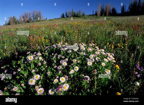 Wildflower Meadow Cedar Breaks National Monument Cedar Breaks Scenic