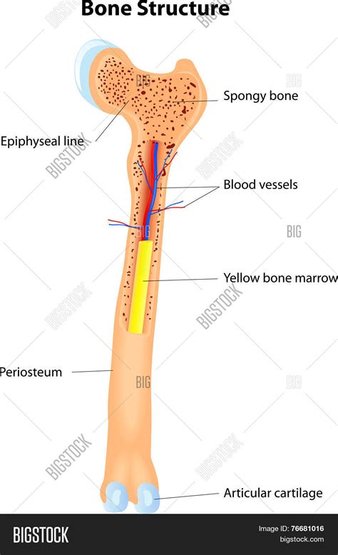 Long Bone Anatomy Vector & Photo (Free Trial) | Bigstock