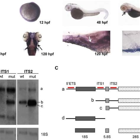 Loss Of Function Nol9 Mutation Leads To A Defect In Its2 Pre Rrna