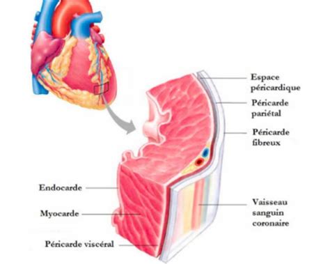 Fonction Cardiaque Flashcards Quizlet