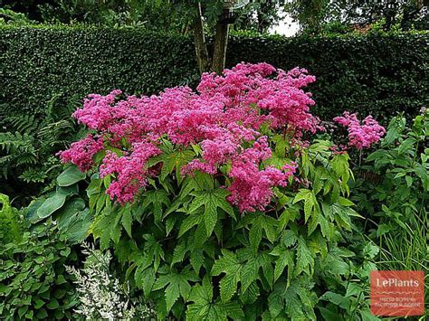 Таволга (Filipendula) — описание, выращивание, фото | на LePlants.ru
