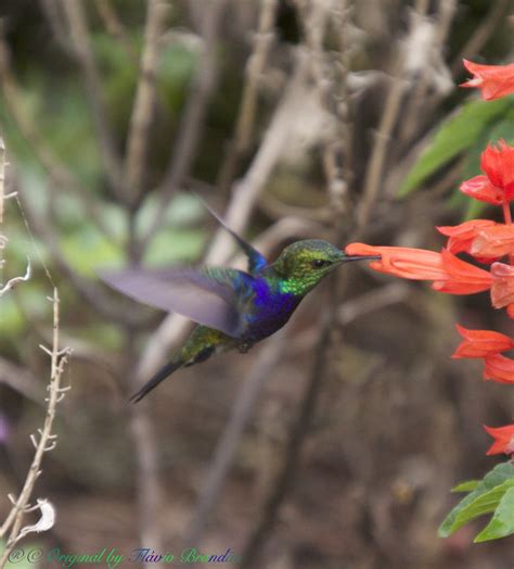 S Rie O Beija Flor Tesoura Verde Beija Flor De Barrig Flickr