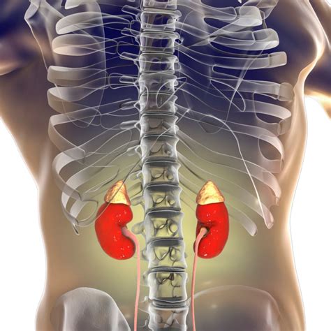 The Anatomy Of The Kidney Interactive Biology With Leslie Samuel