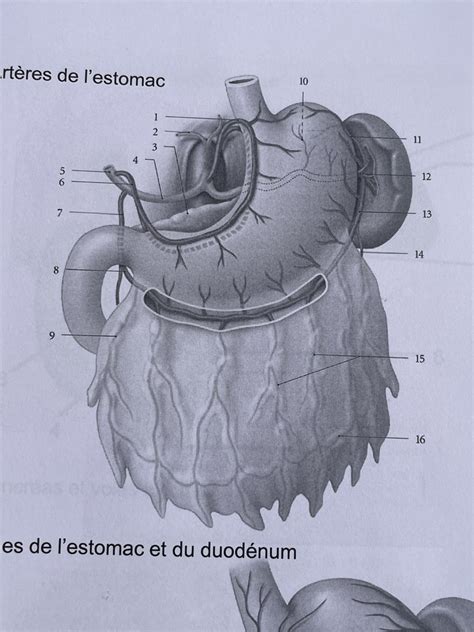 Diagramme de artères de l estomac Quizlet