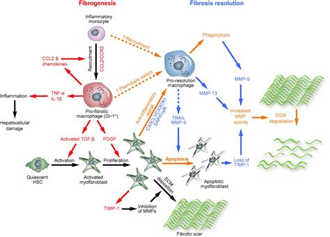 Macrophages Central Regulators Of Hepatic Fibrogenesis And Fibrosis