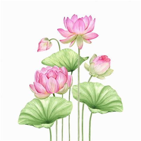 Premium Vector Pink Lotus Flowers And Leaves Watercolor Illustration