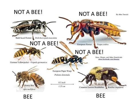 Identifying Breed Of New Queen Rbeekeeping