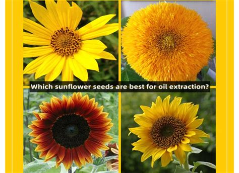 What Kind Of Sunflower Seeds To Choose For Oil Extraction Tech