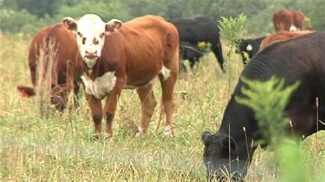 Wheres The Beef Farmer Searching For Up To 20 Missing Cattle Wpbn