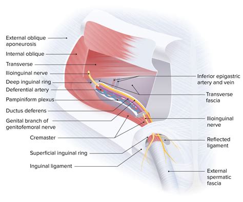 Inguinal Canal Anatomy And Hernias Concise Medical Knowledge