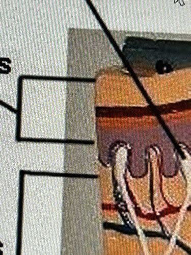 Bio 210 Lab Quiz 2 Integumentary System Flashcards Quizlet